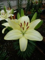 [5011 FlevoSuprise No02.JPG]